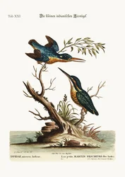 De små indiske isfuglene, 1749-73